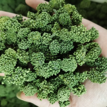 三七花新花，500克装文山产地一手货源