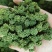 三七花新花，500克装文山产地一手货源