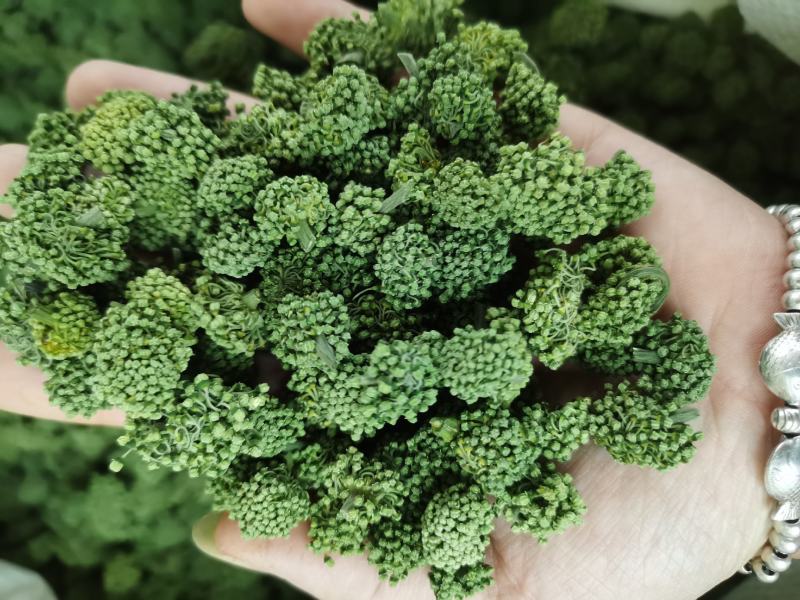 三七花新花，500克装文山产地一手货源