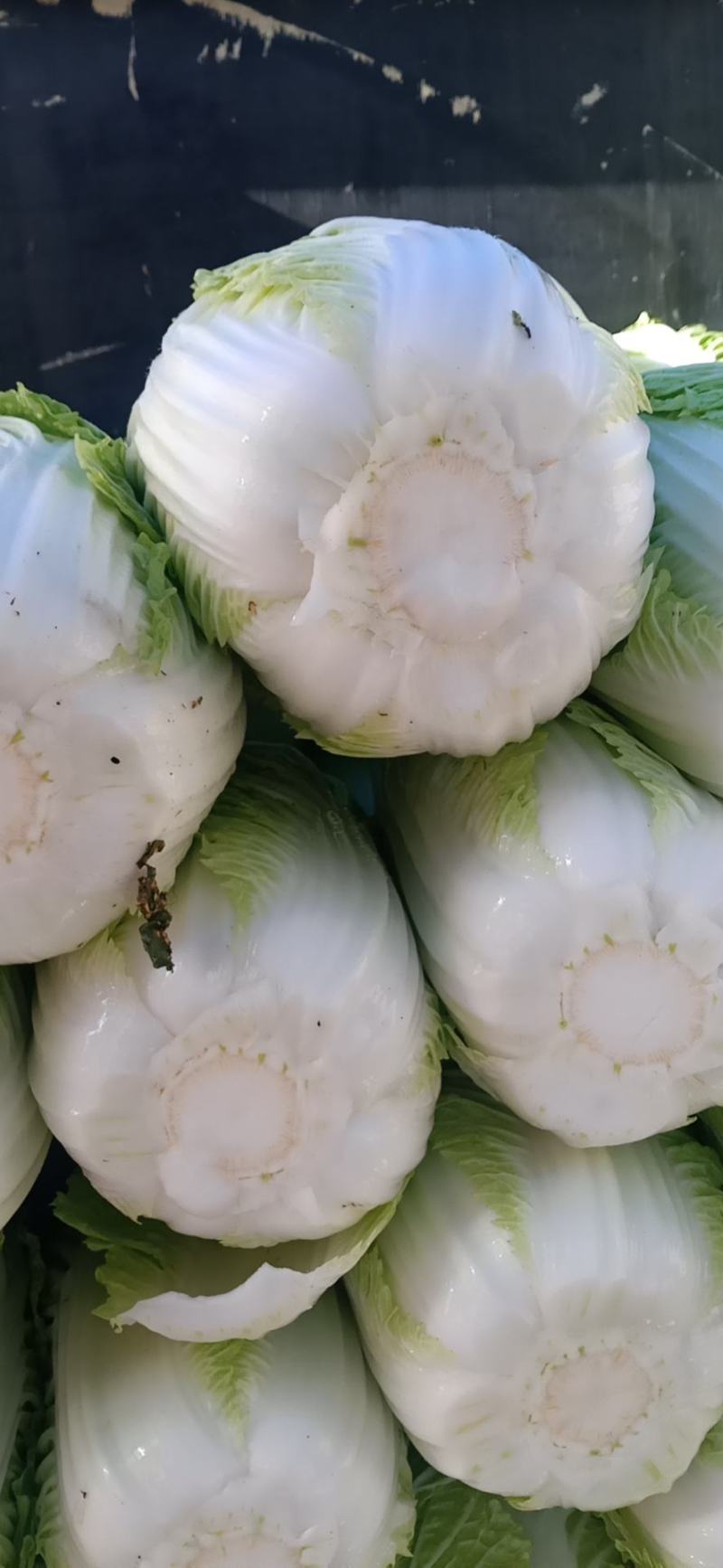 矮桩，黄心，屁股大，够绿，好