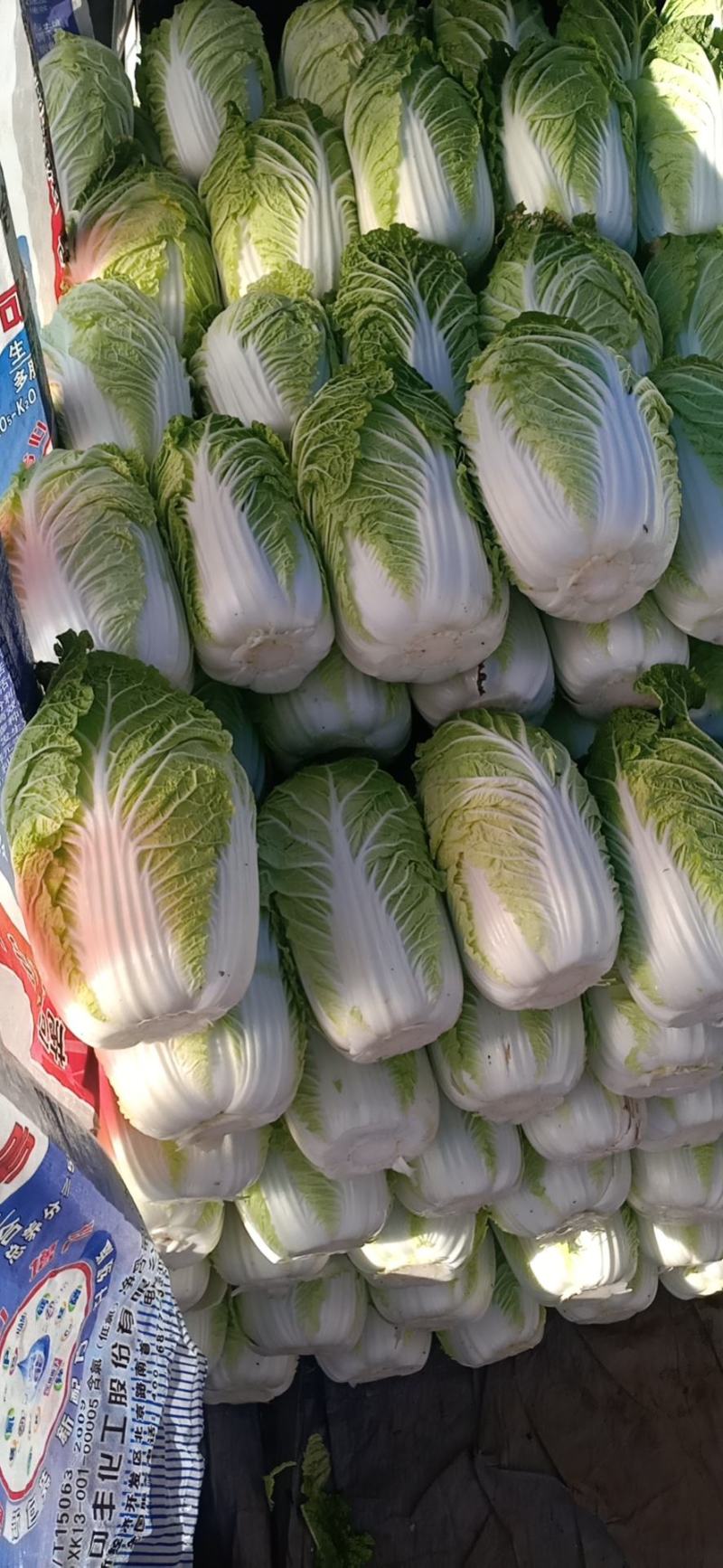 矮桩，黄心，屁股大，够绿，好