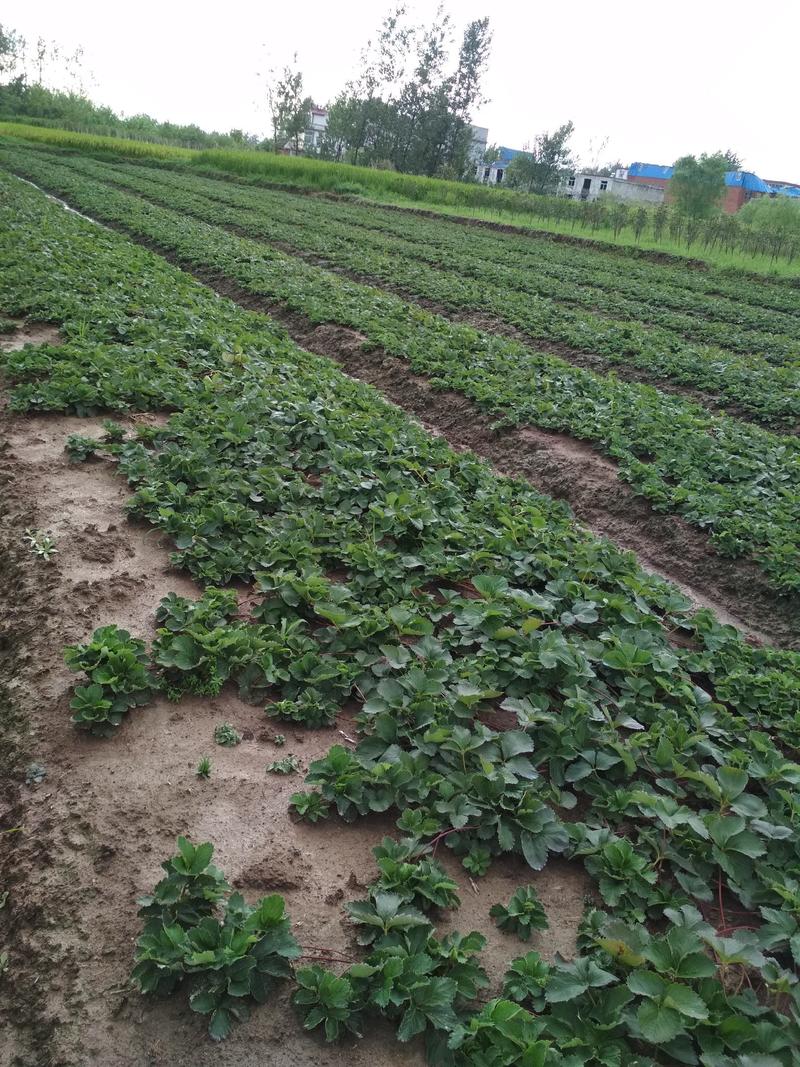 【精品】长丰县红颜草莓苗大量出售欢迎洽谈合作