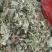 芙蓉叶～新货切段～1公斤起售～量大优惠～