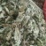 芙蓉叶～新货切段～1公斤起售～量大优惠～