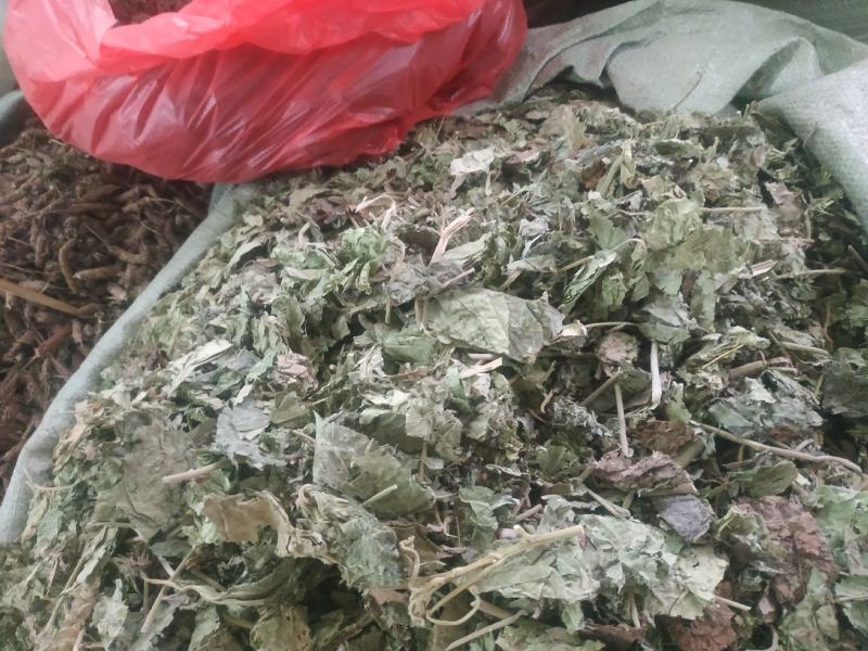 芙蓉叶～新货切段～1公斤起售～量大优惠～