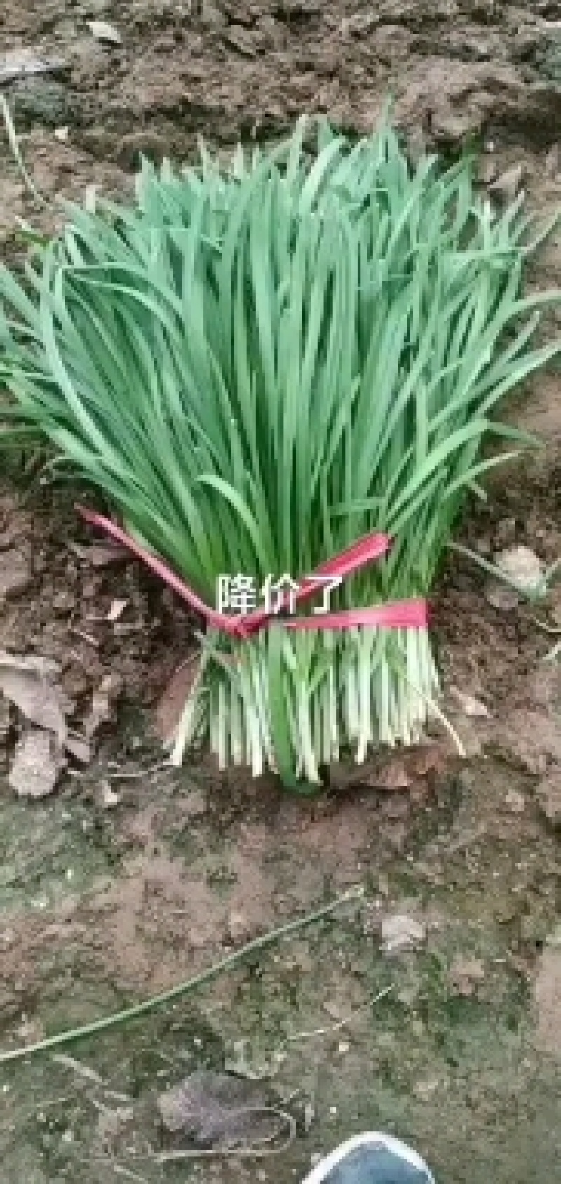 靖远韭菜大量上市有需要可以下单