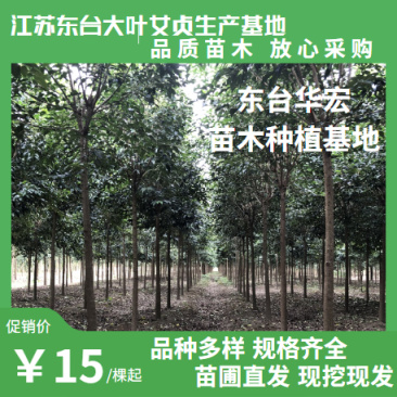 丛生大叶女贞高杆女贞4-20公分基地直销诚信经营