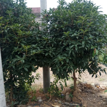 农户供应桂花树，树形好，价格伏。