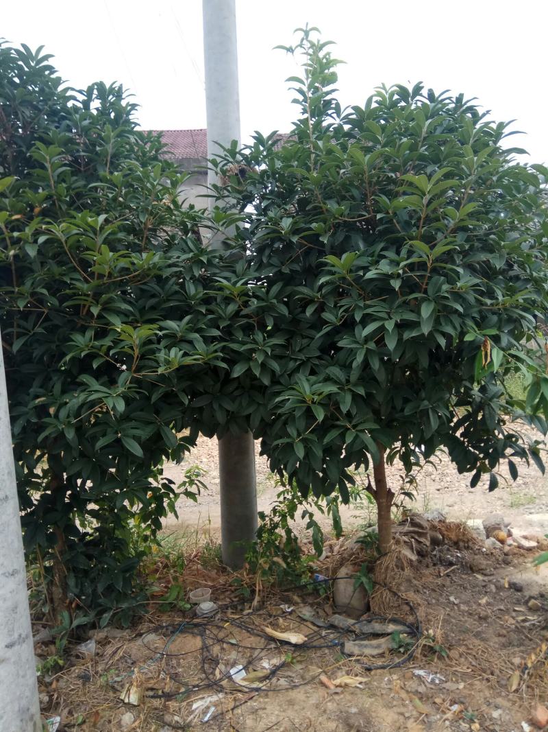 农户供应桂花树，树形好，价格伏。
