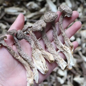 AAA特级鹿茸菇食用菌批发代发送礼礼盒