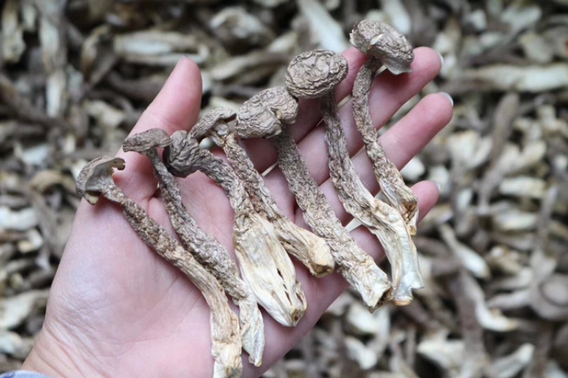 AAA特级鹿茸菇食用菌批发代发送礼礼盒