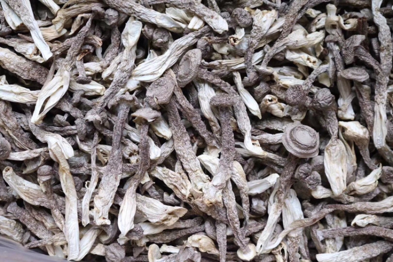 AAA特级鹿茸菇食用菌批发代发送礼礼盒