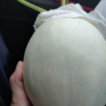 饶阳县，大棚精品玉菇甜瓜，果面好，糖度高，