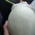 饶阳县，大棚精品玉菇甜瓜，果面好，糖度高，