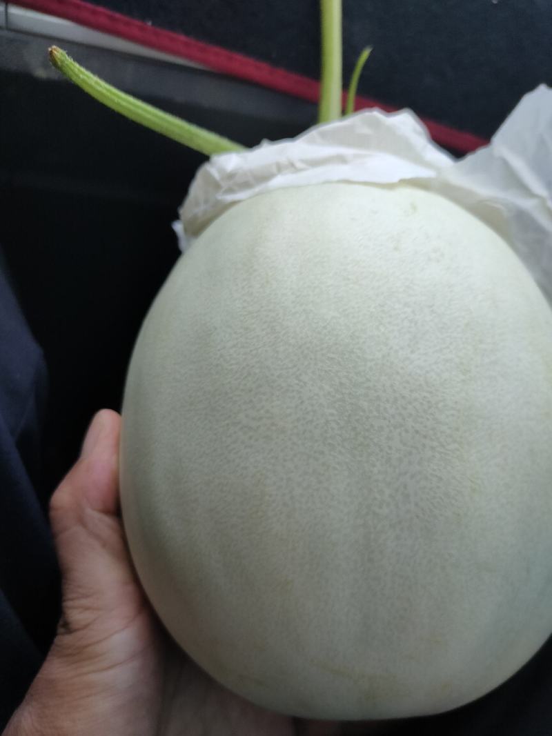 饶阳县，大棚精品玉菇甜瓜，果面好，糖度高，