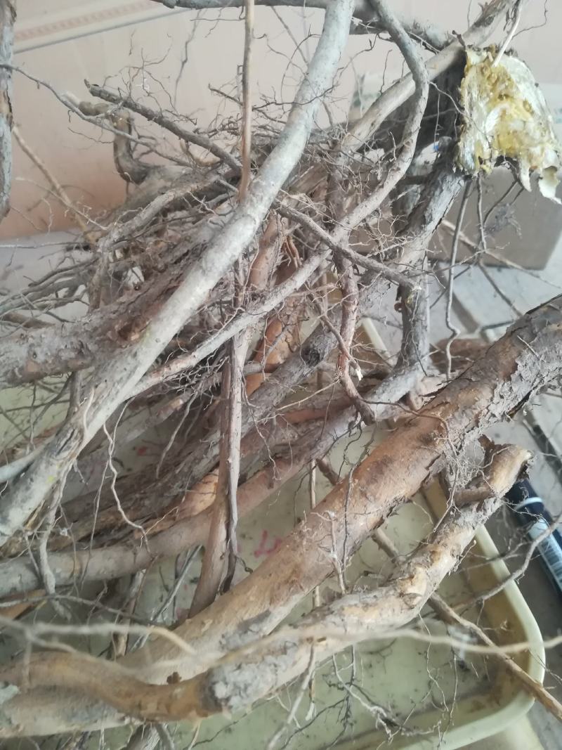 黄荆根五指柑根牡荆条的根部中药材