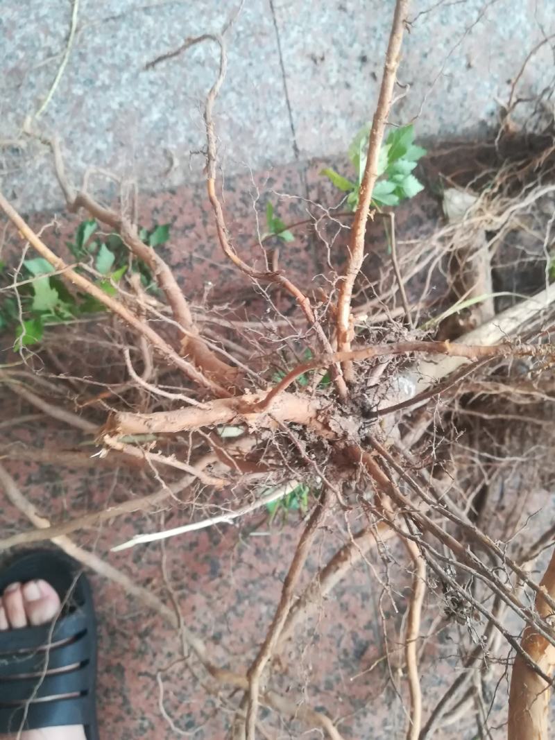 黄荆根五指柑根牡荆条的根部中药材