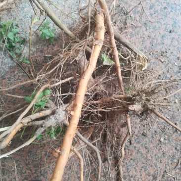 黄荆根五指柑根牡荆条的根部中药材