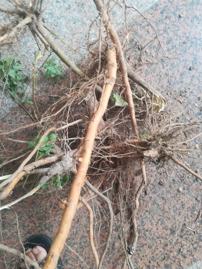 黄荆根五指柑根牡荆条的根部中药材