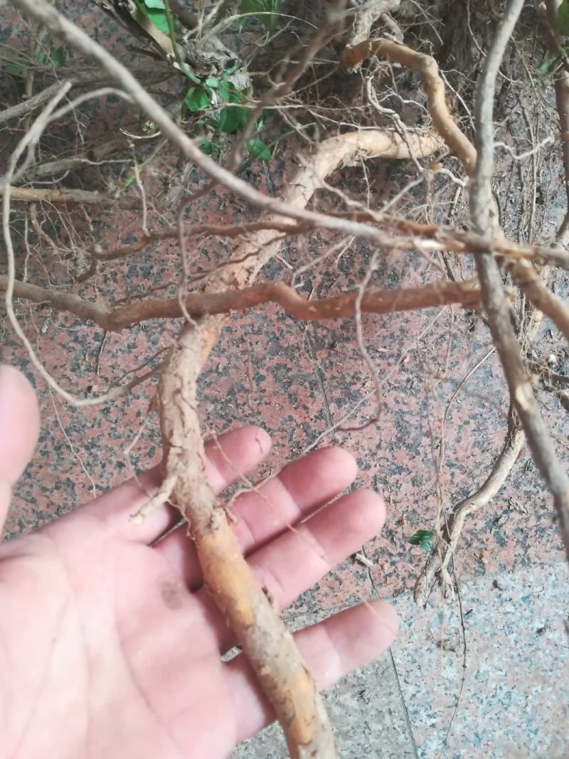 黄荆根五指柑根牡荆条的根部中药材