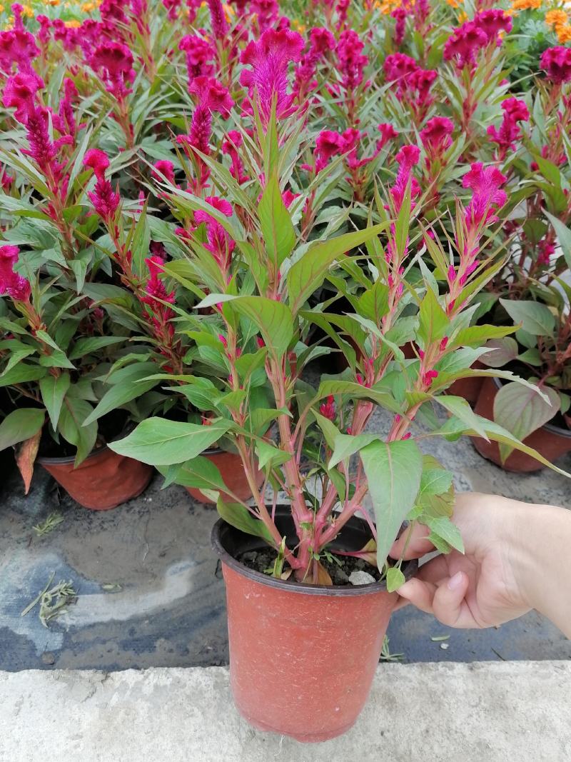 鸡冠花双色杯开花的鸡冠花带盆带土出售可视频看货