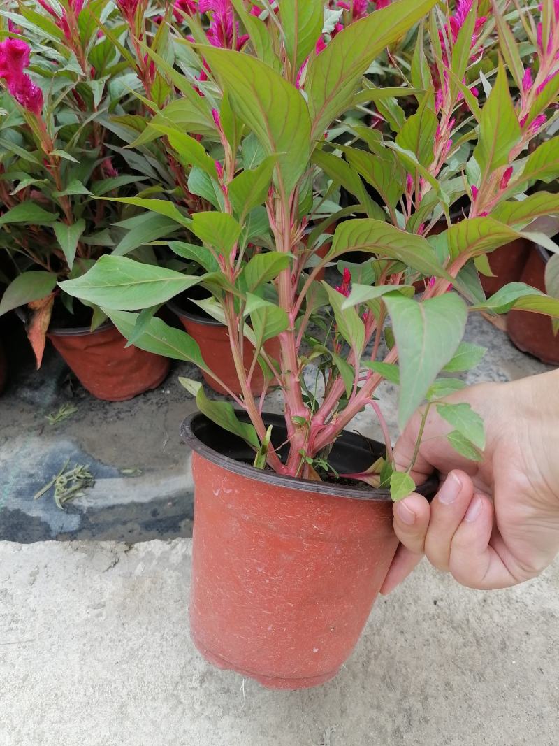 鸡冠花双色杯开花的鸡冠花带盆带土出售可视频看货