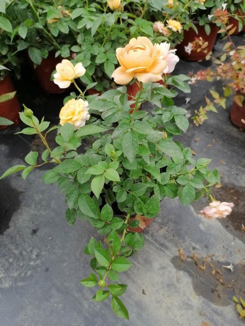 双色杯玫瑰月季玫瑰月季价格基地种植批发果汁阳台月季