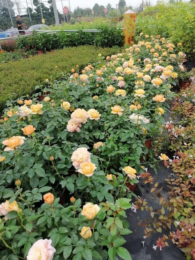 双色杯玫瑰月季玫瑰月季价格基地种植批发果汁阳台月季