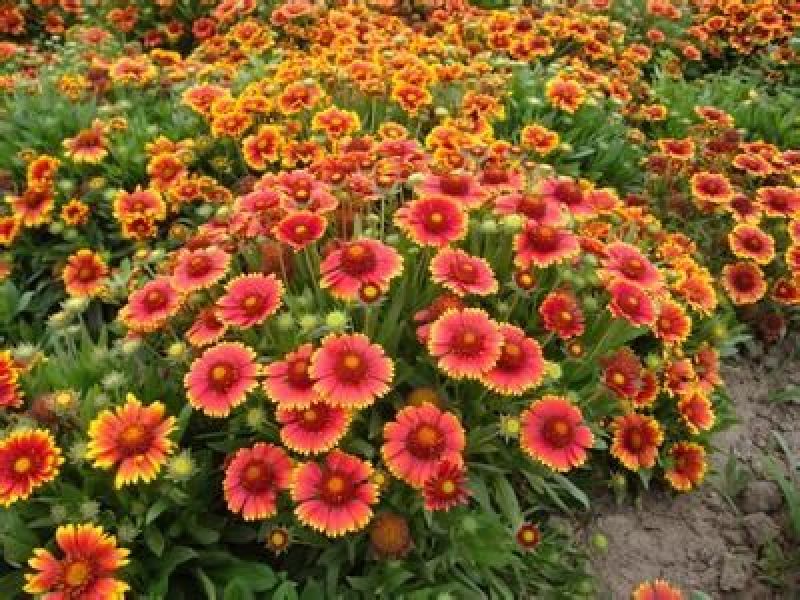 天人菊种子，庭院，花海景观，绿化工程，阳台籽种