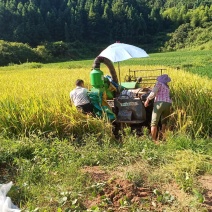 山区种植优质晚稻稻谷