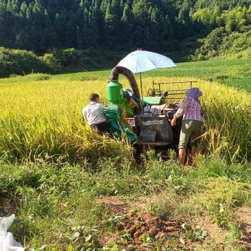 山区种植优质晚稻稻谷