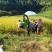 山区种植优质晚稻稻谷