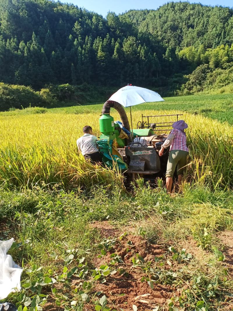 山区种植优质晚稻稻谷