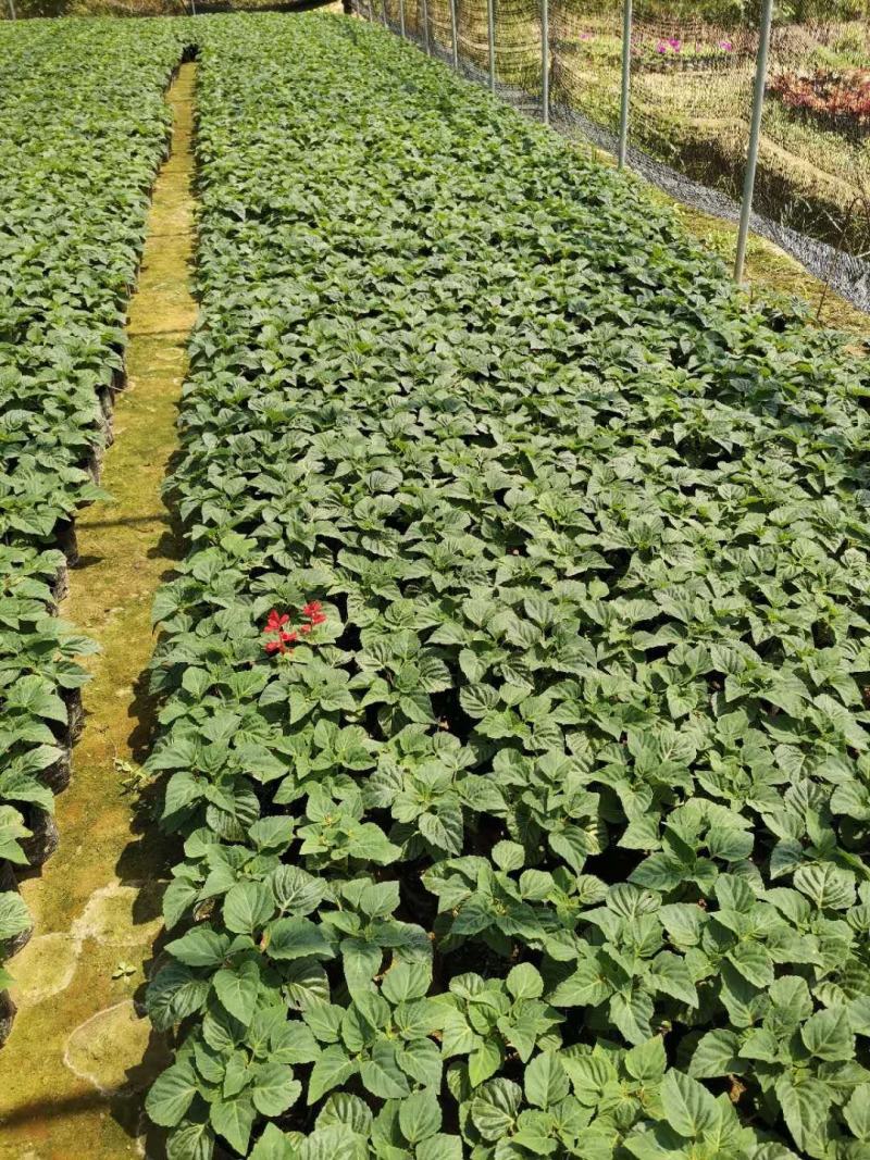一串红大量现货批发出售