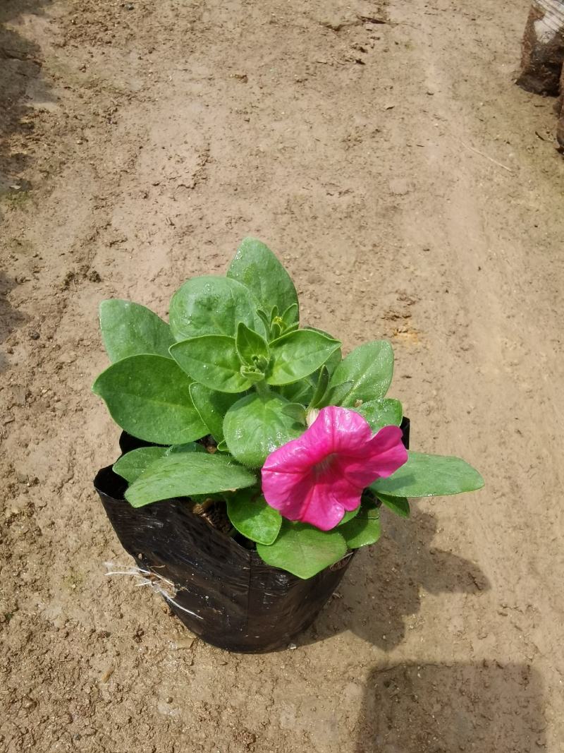 矮牵牛花大量现货批发