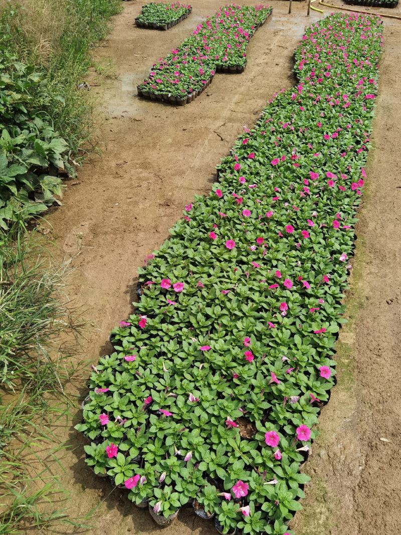 矮牵牛花大量现货批发