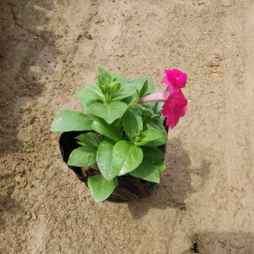 矮牵牛花大量现货批发
