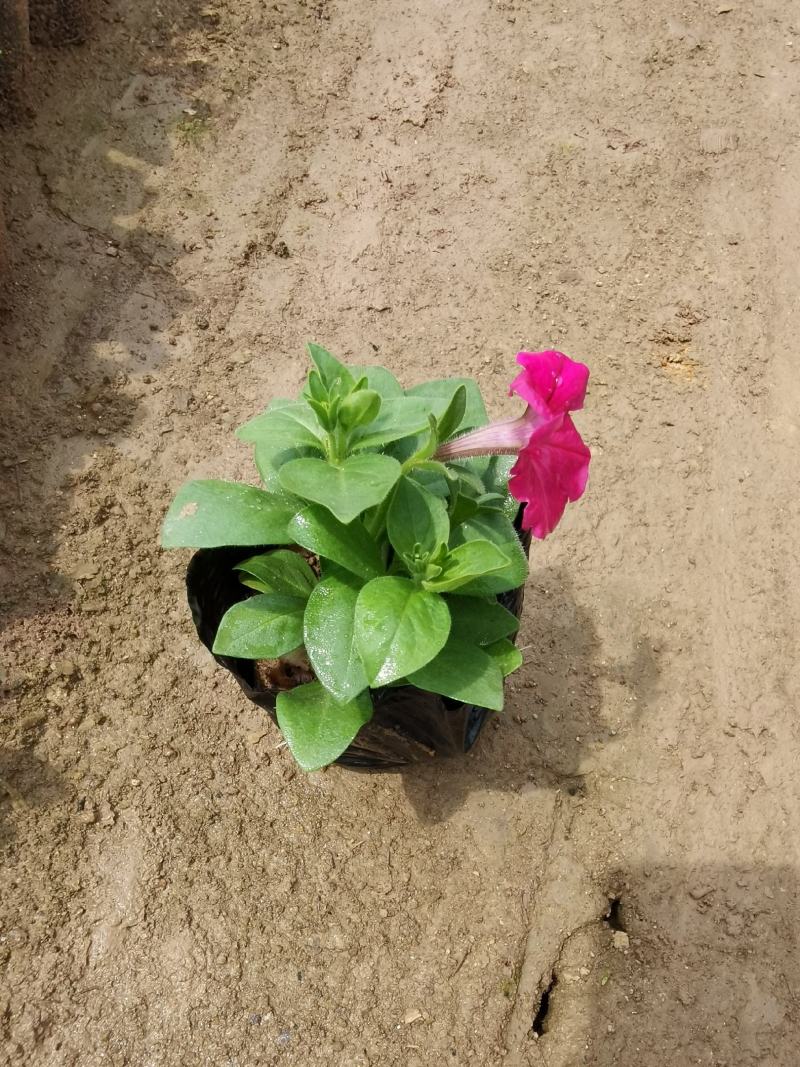 矮牵牛花大量现货批发