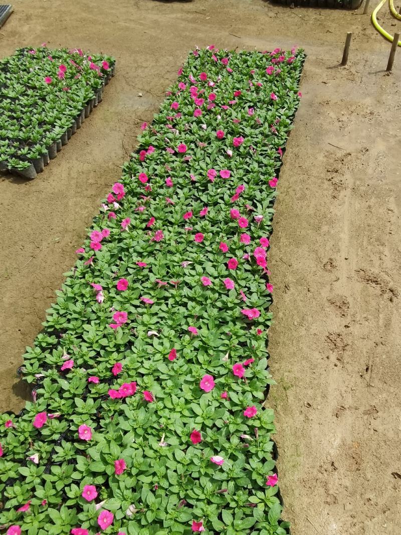 矮牵牛花大量现货批发