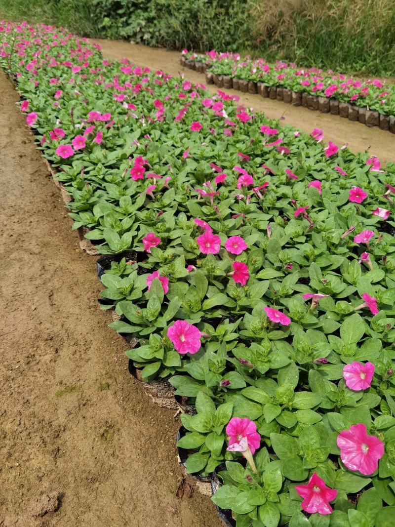 矮牵牛花大量现货批发