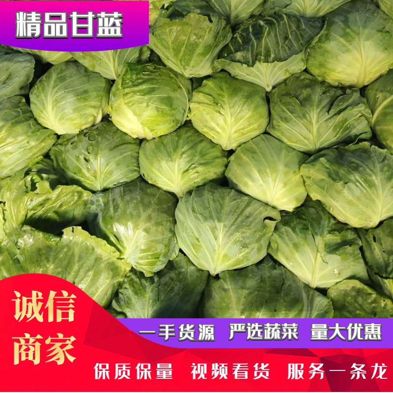 精品甘蓝价格优惠，质量保证量大价优一手货源