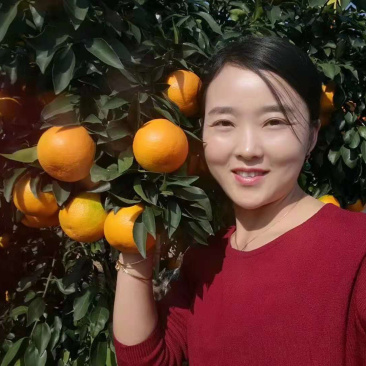 特早蜜橘火热销售中，皮薄味甜果园看货采摘，诚信经营。