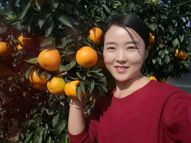 特早蜜橘火热销售中，皮薄味甜果园看货采摘，诚信经营。