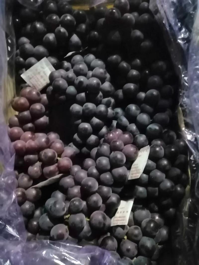 巨峰鲜果库存巨峰葡萄软枝葡萄口感甜大颗粒