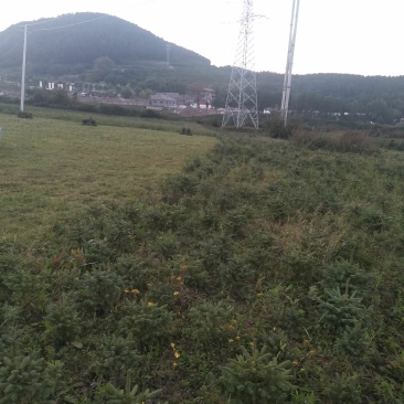 云杉树苗10CM到300CM各种规格？