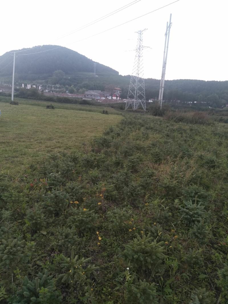 云杉树苗10CM到300CM各种规格？