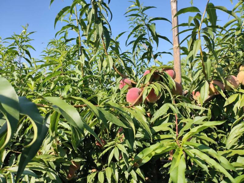 【推荐】大叶子蜜桃大量供应产地销售，信经营代发全国