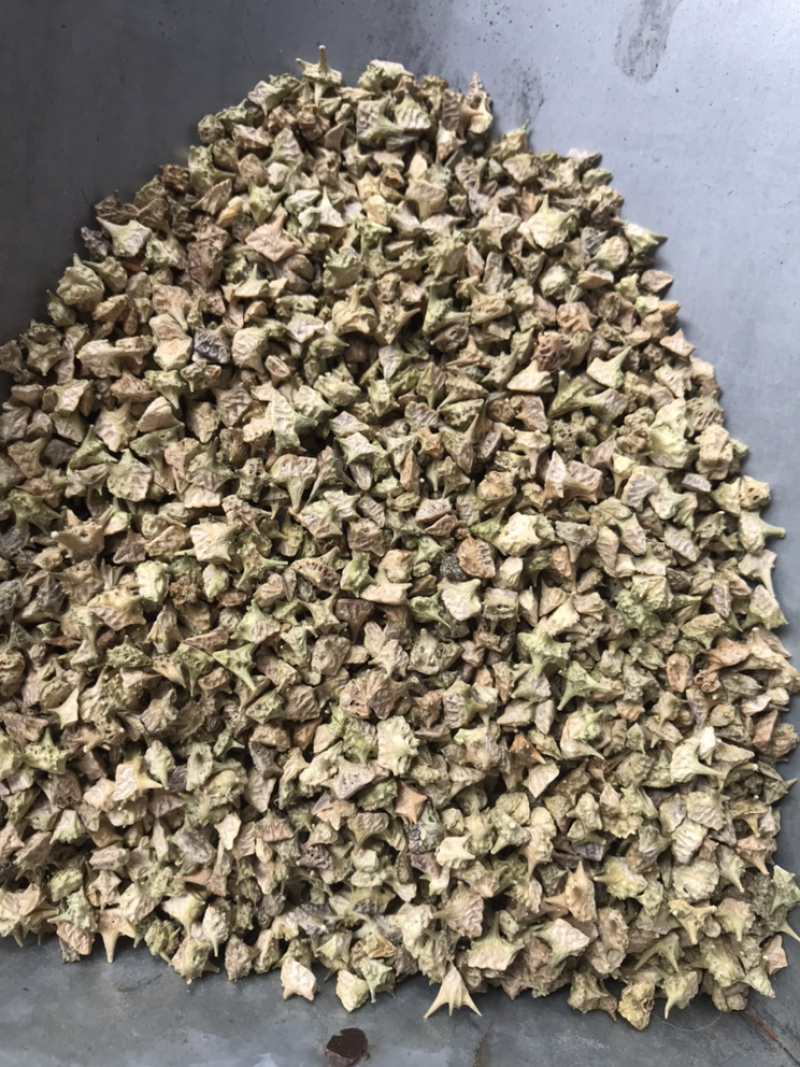 白蒺藜产地直销大货供应