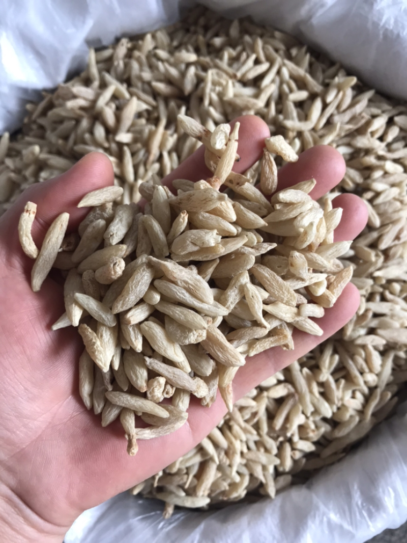 麦冬产地直销大货供应