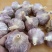 邳州精品杂交蒜芯邳州精品杂交蒜邳州精品杂交蒜芯